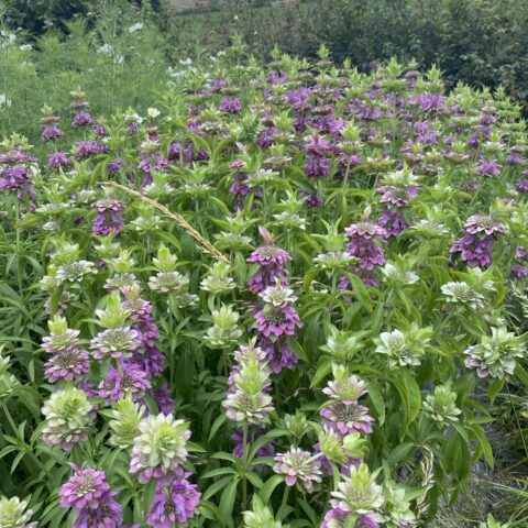 Monarda Lambada