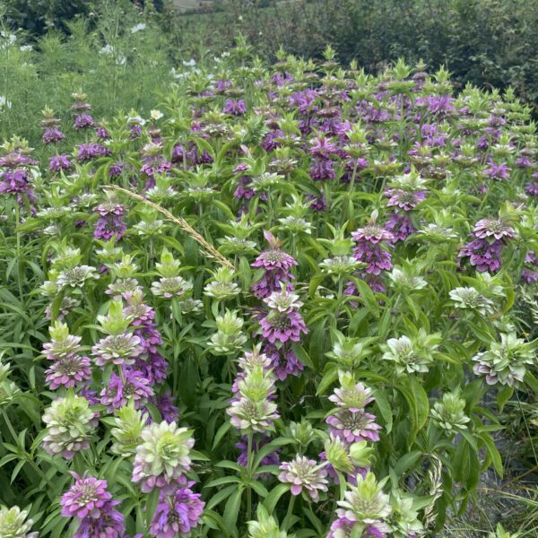 Monarda Lambada