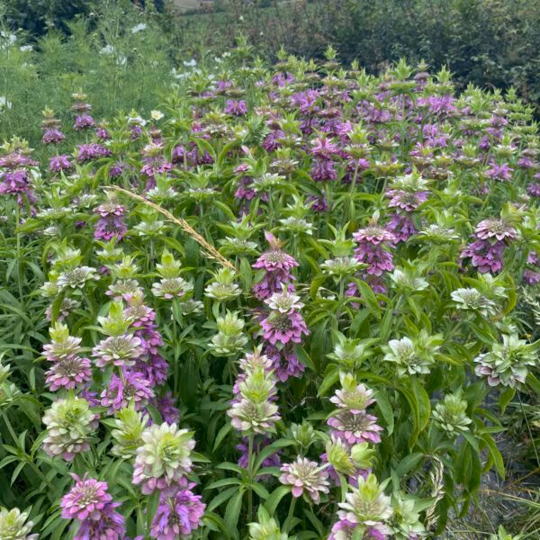 Monarda Lambada