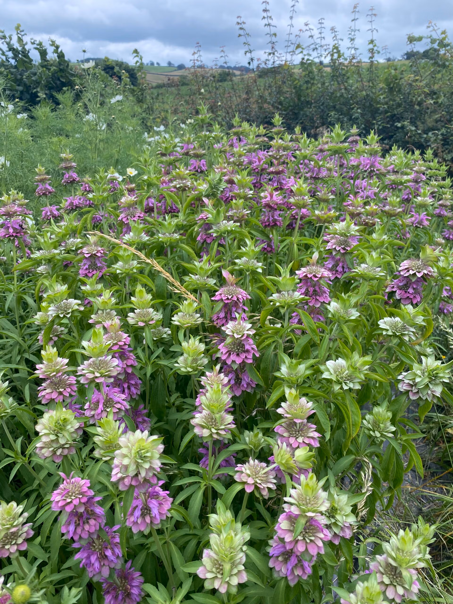 Monarda Lambada