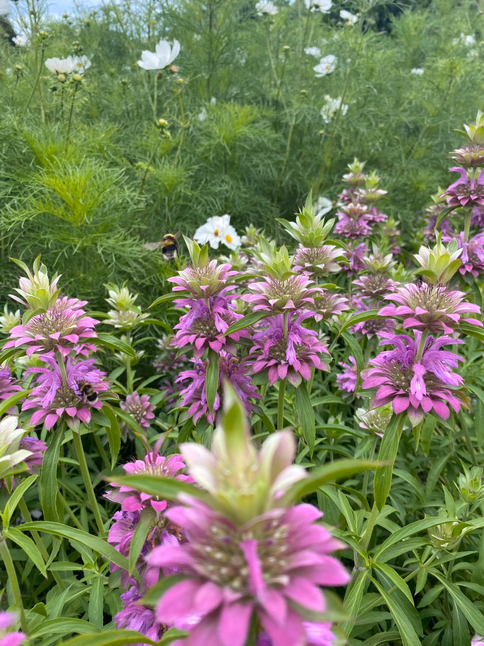 Monarda Lambada - Image 3