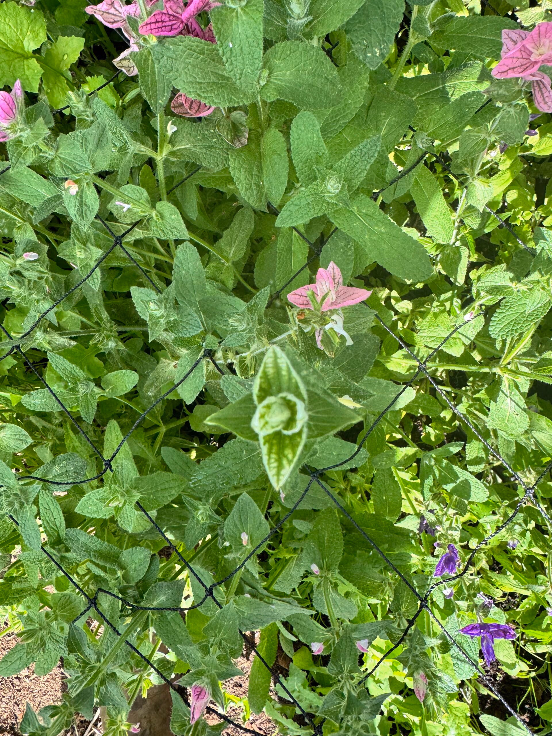 Clary Sage White Swan - Image 3