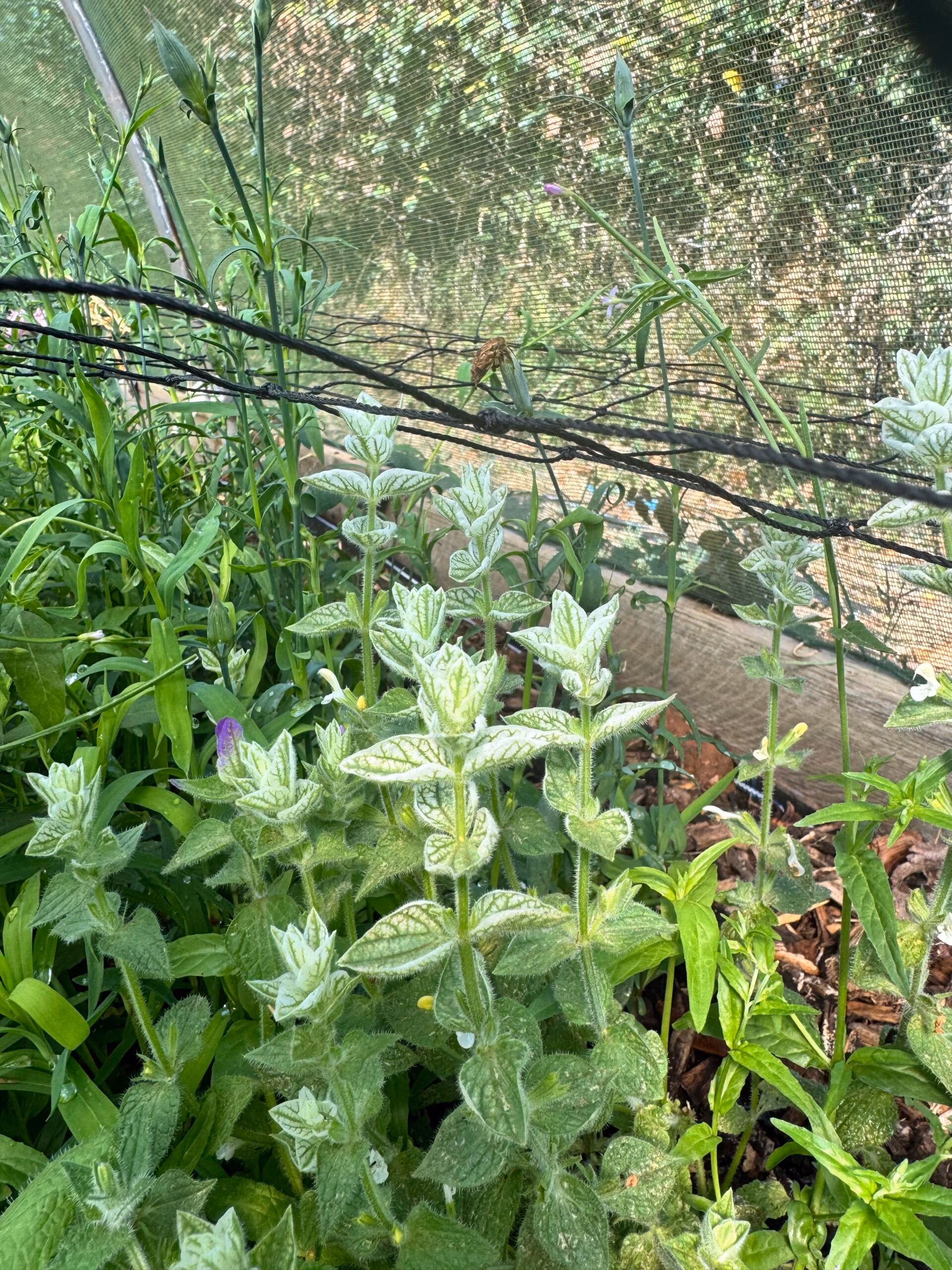 Clary Sage White Swan - Image 2