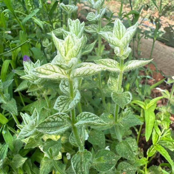 Clary Sage White Swan