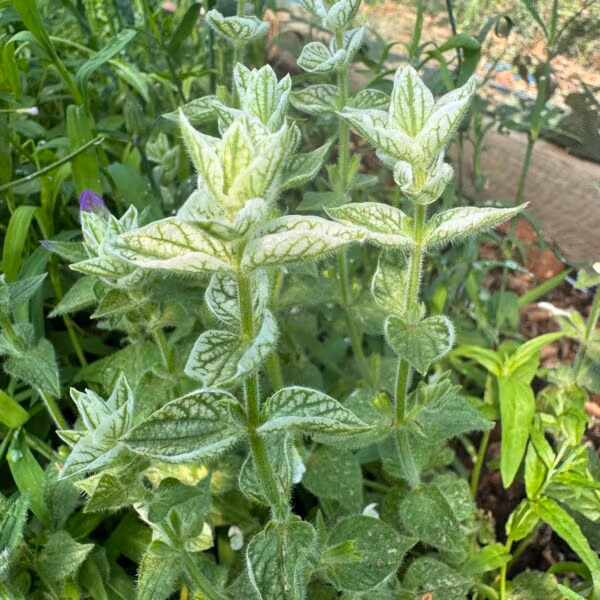 Clary Sage White Swan