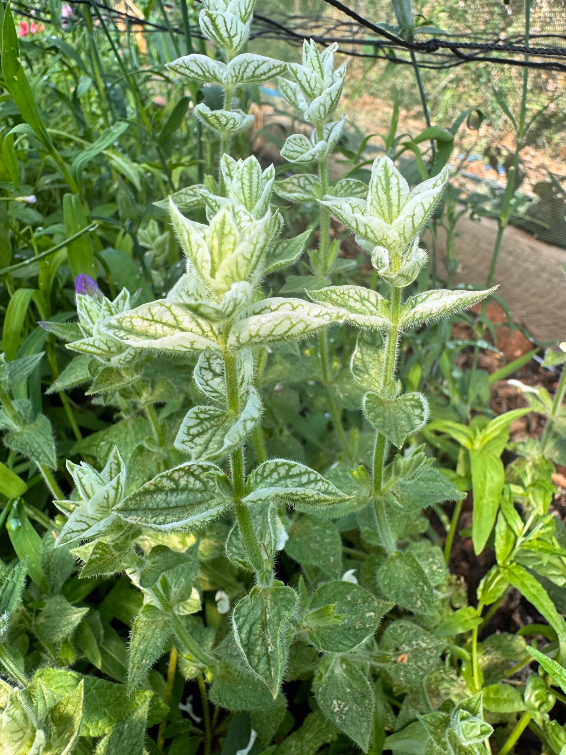 Clary Sage White Swan