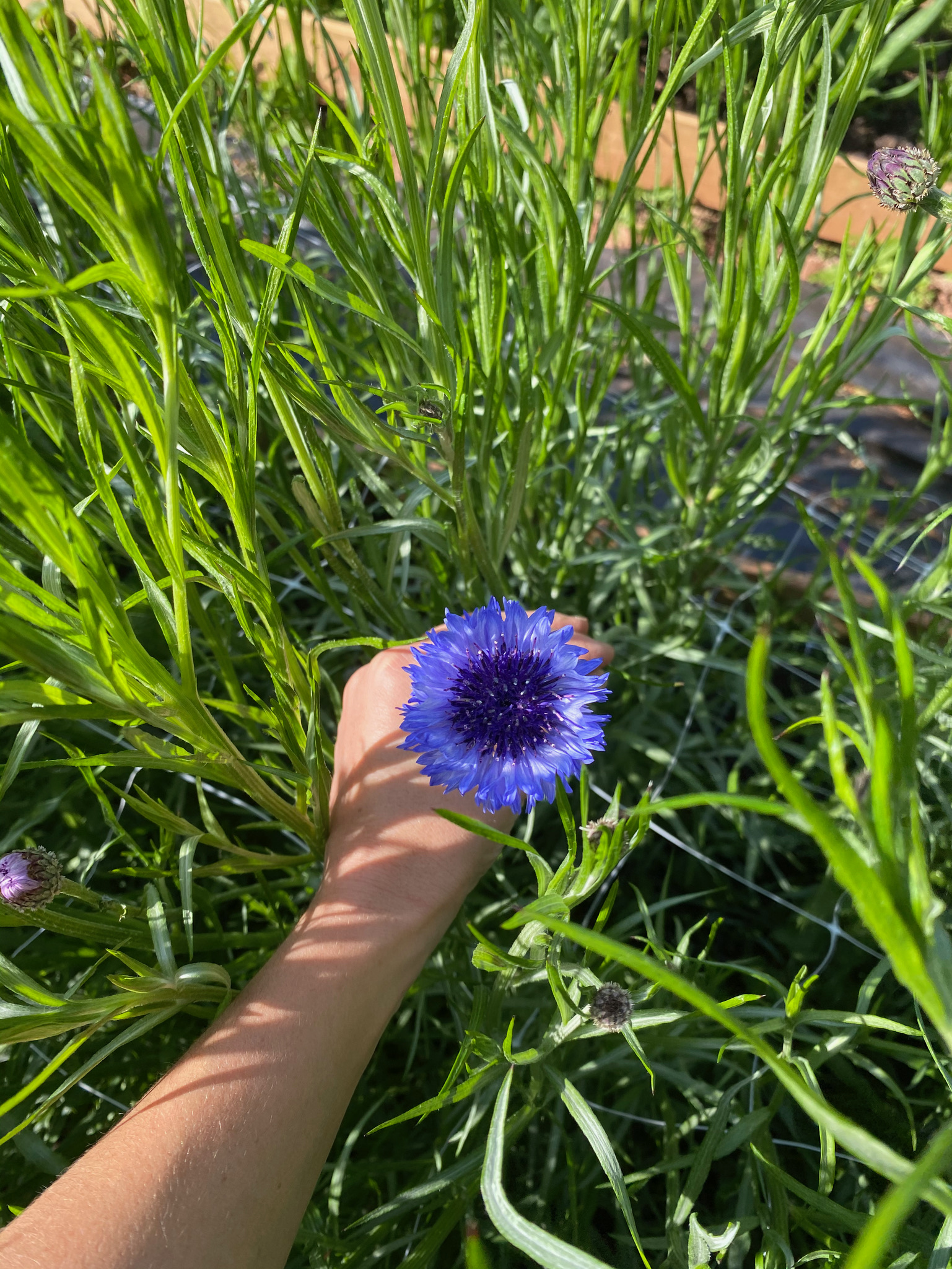 Cornflower Fantastic Mix - Image 2