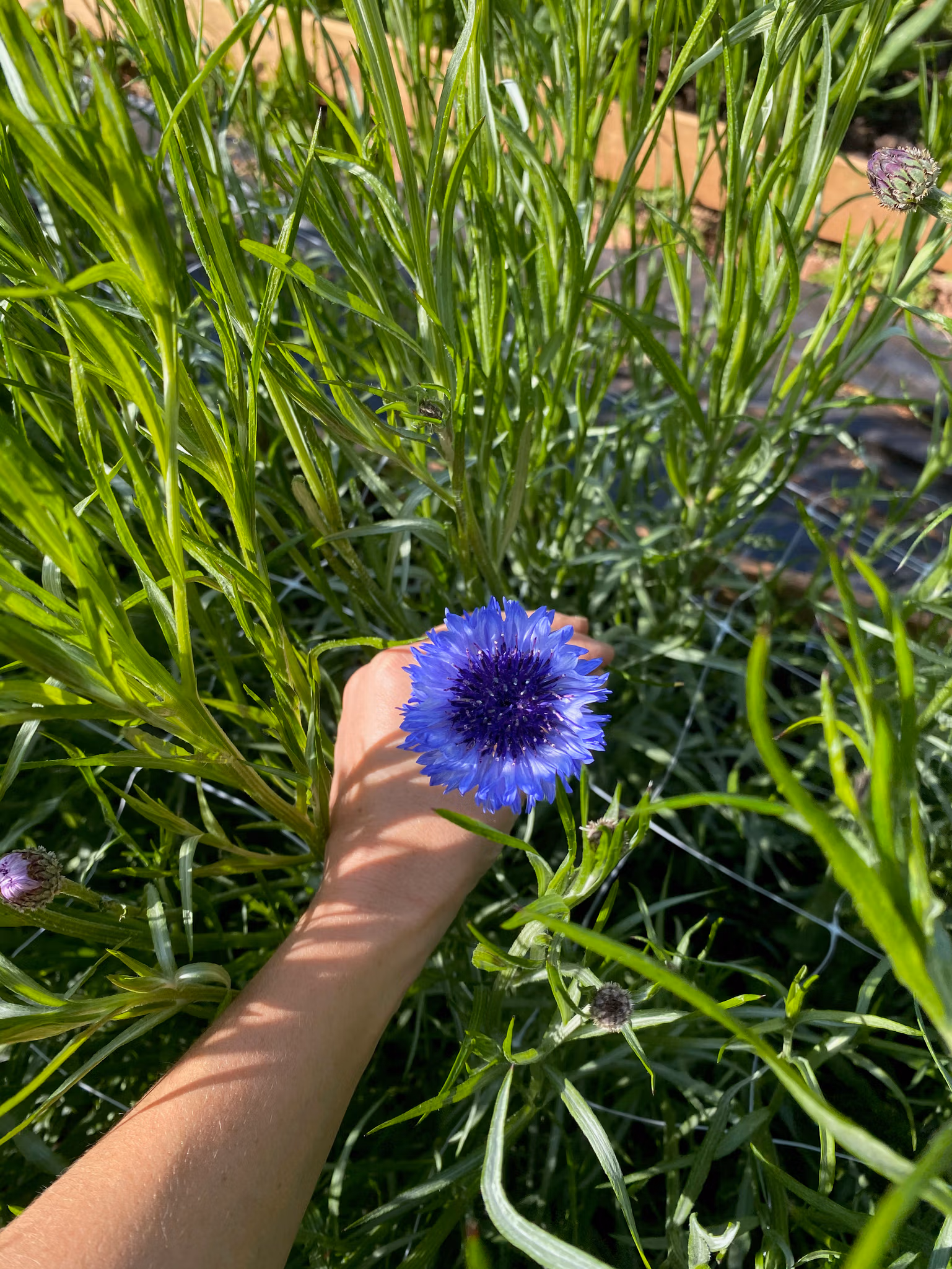 Cornflower Fantastic Mix - Image 2
