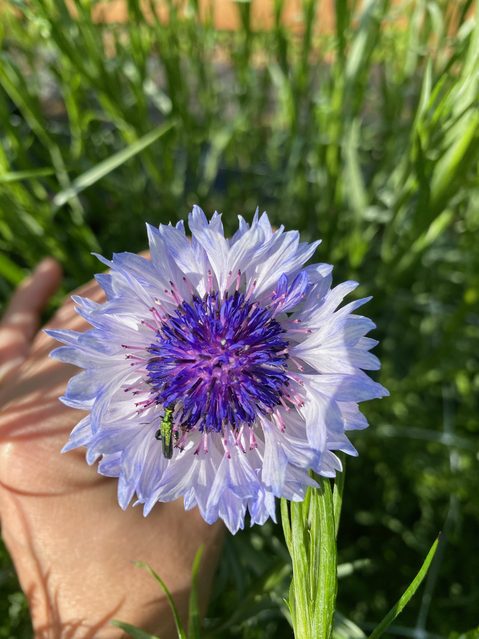 Cornflower Fantastic Mix - Image 3