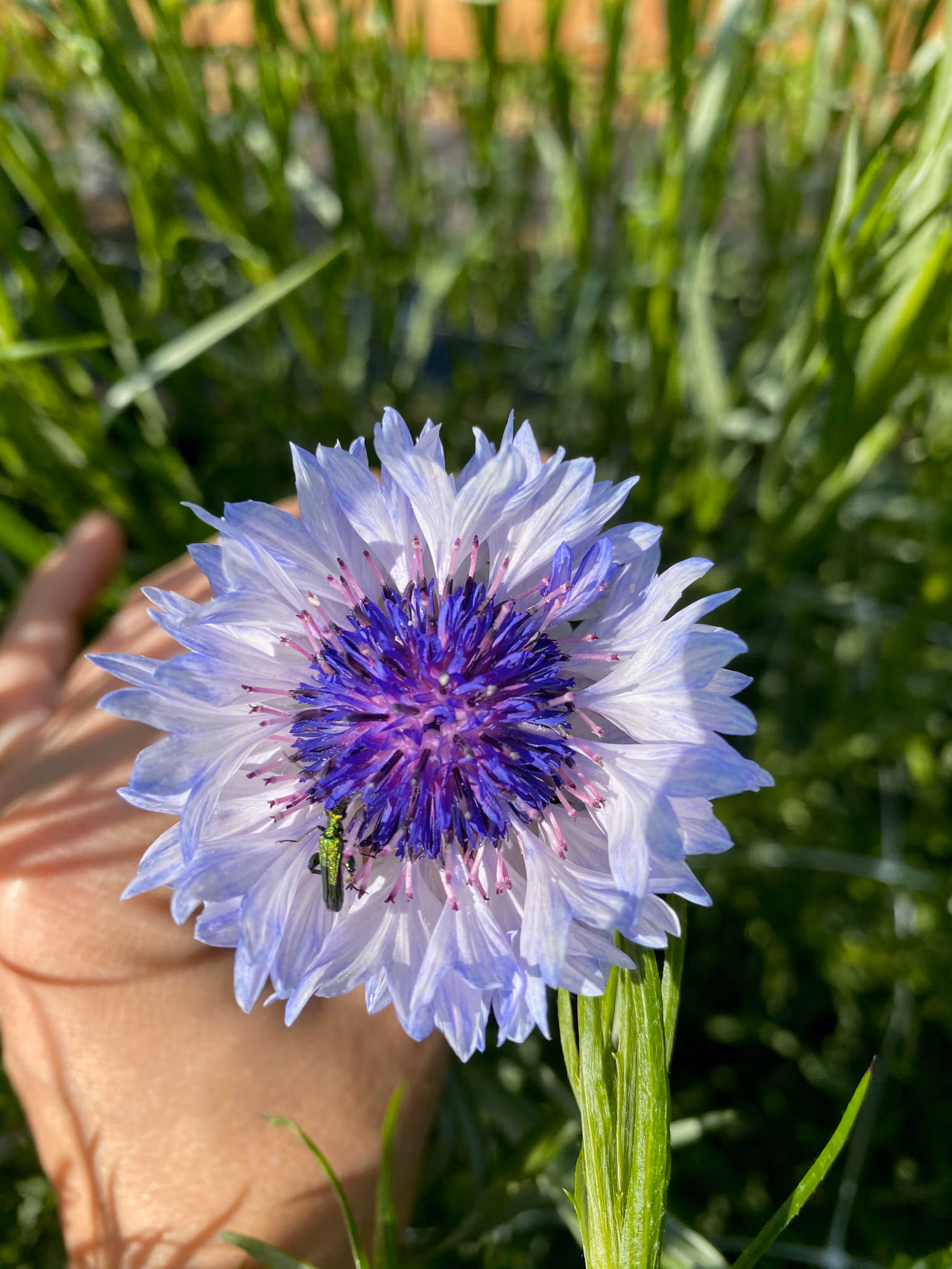 Cornflower Fantastic Mix - Image 3