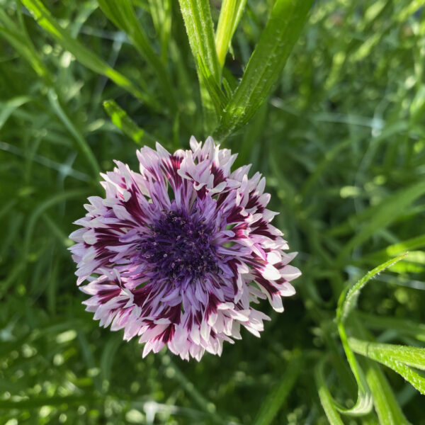 Cornflower Fantastic Mix