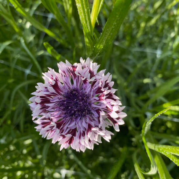 Cornflower Fantastic Mix