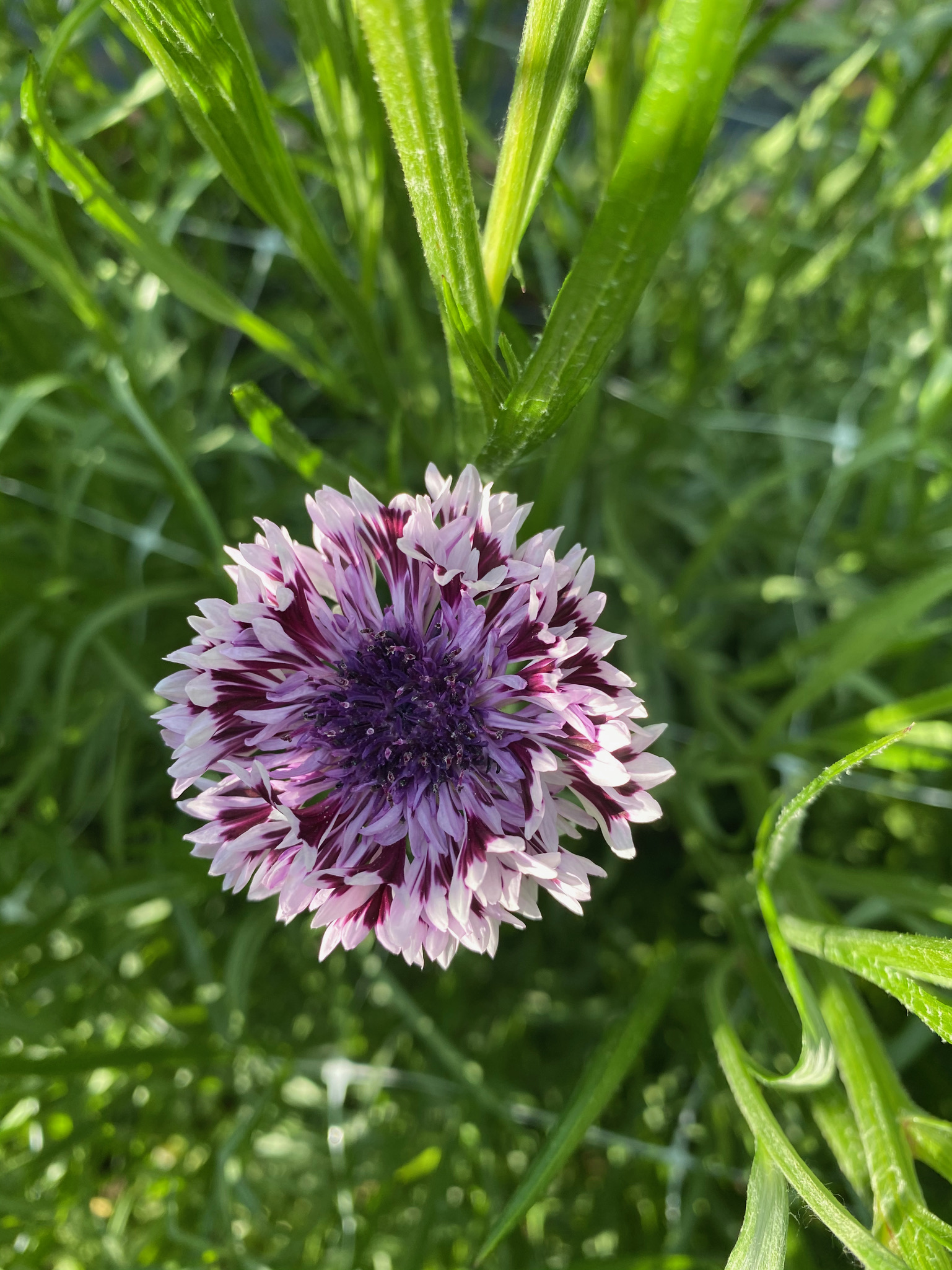 Cornflower Fantastic Mix