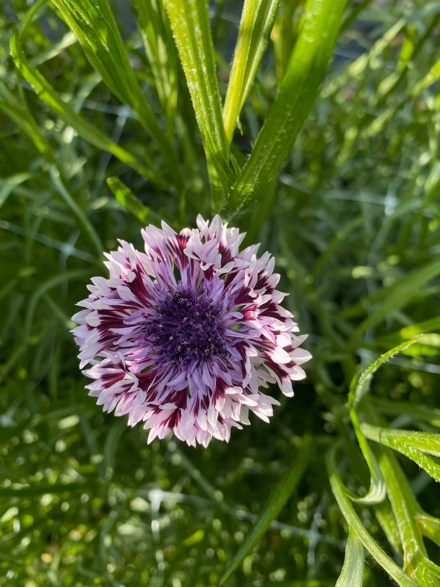 Cornflower Fantastic Mix