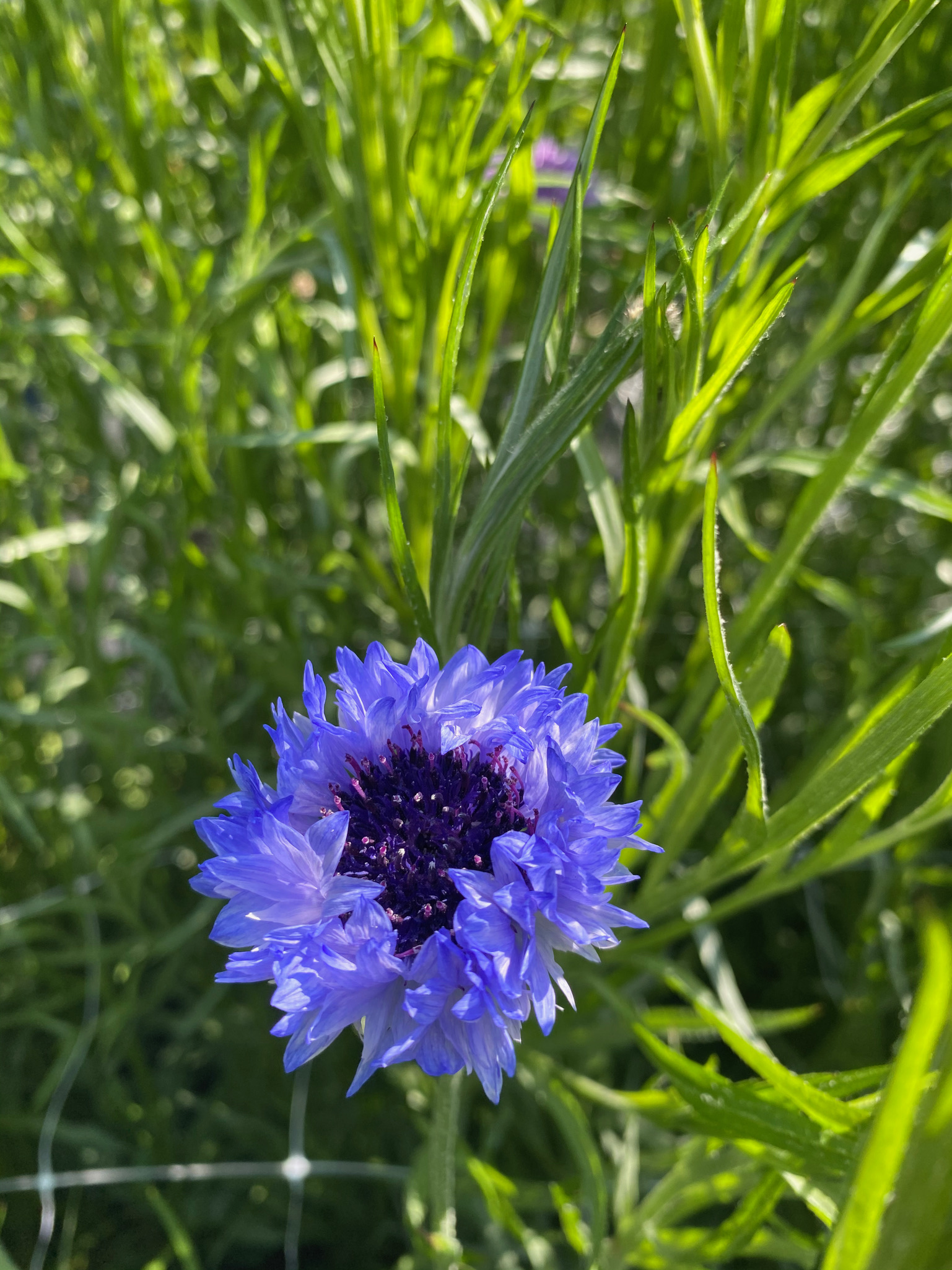 Cornflower Fantastic Mix - Image 5