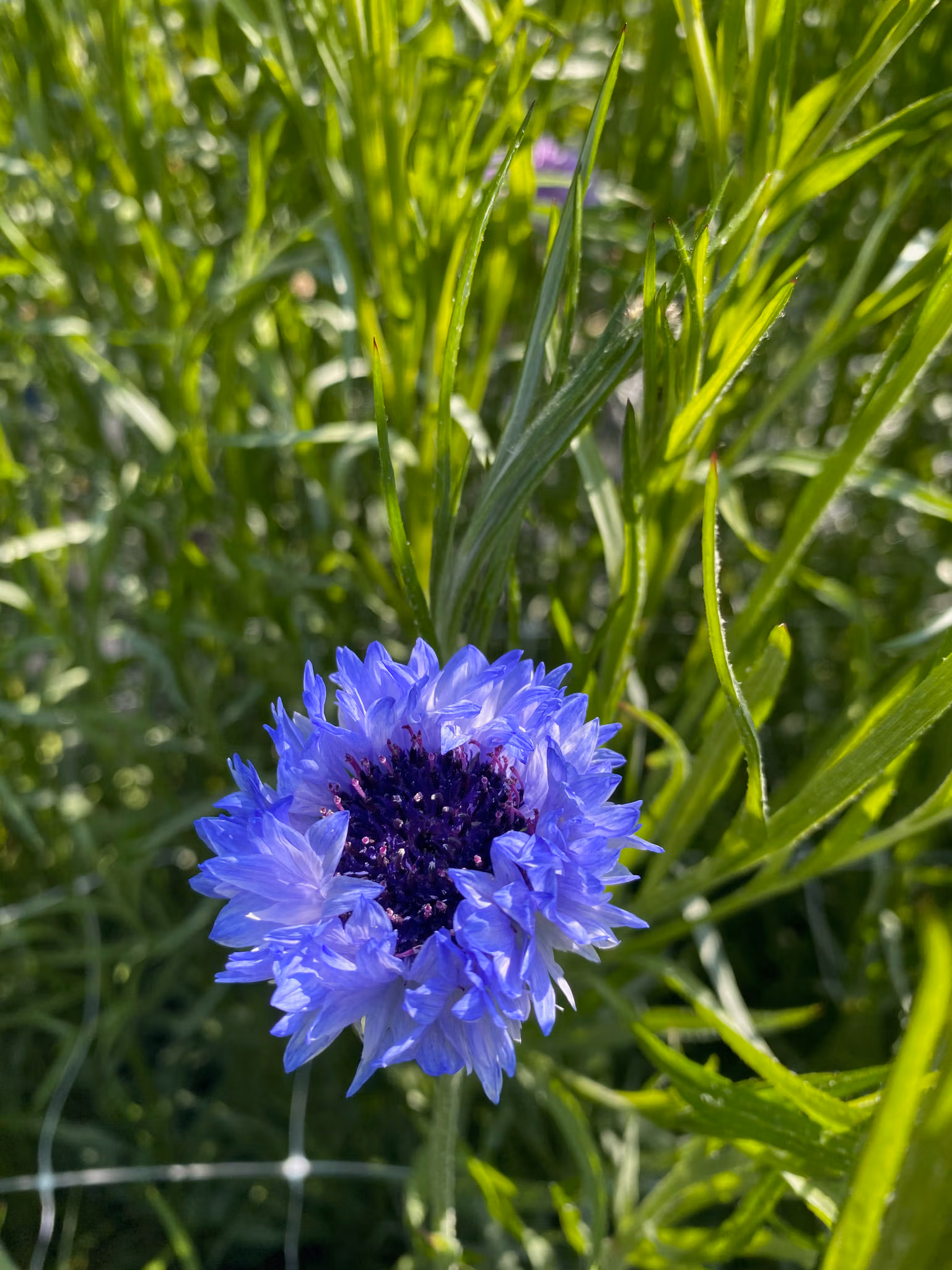 Cornflower Fantastic Mix - Image 5