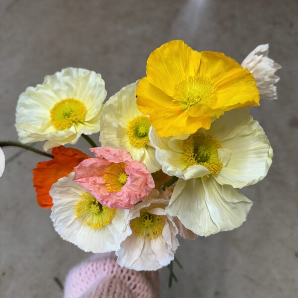 Iceland Poppies