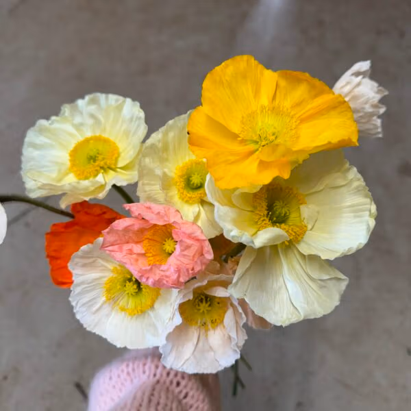 Iceland Poppies
