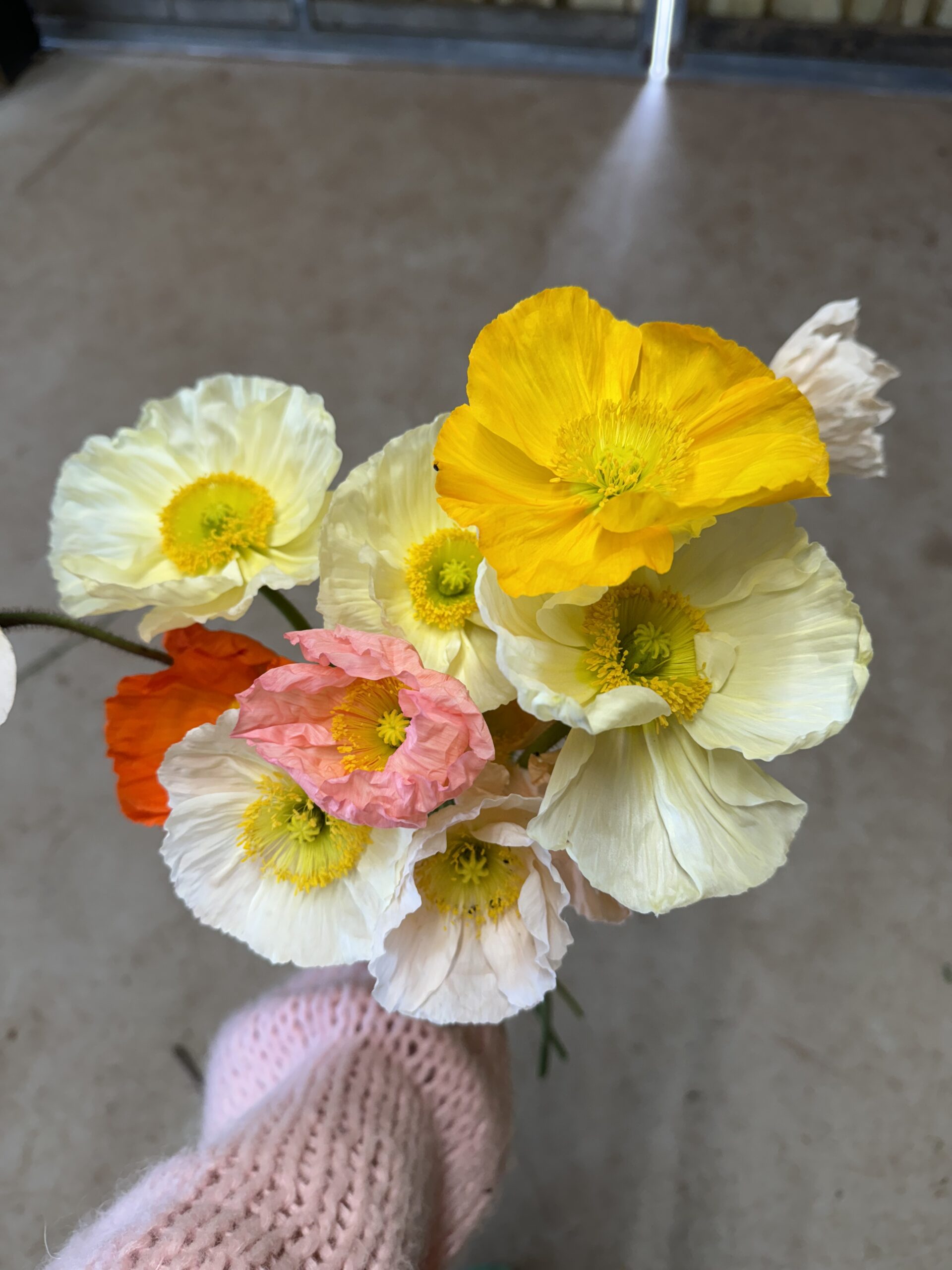 Iceland Poppies