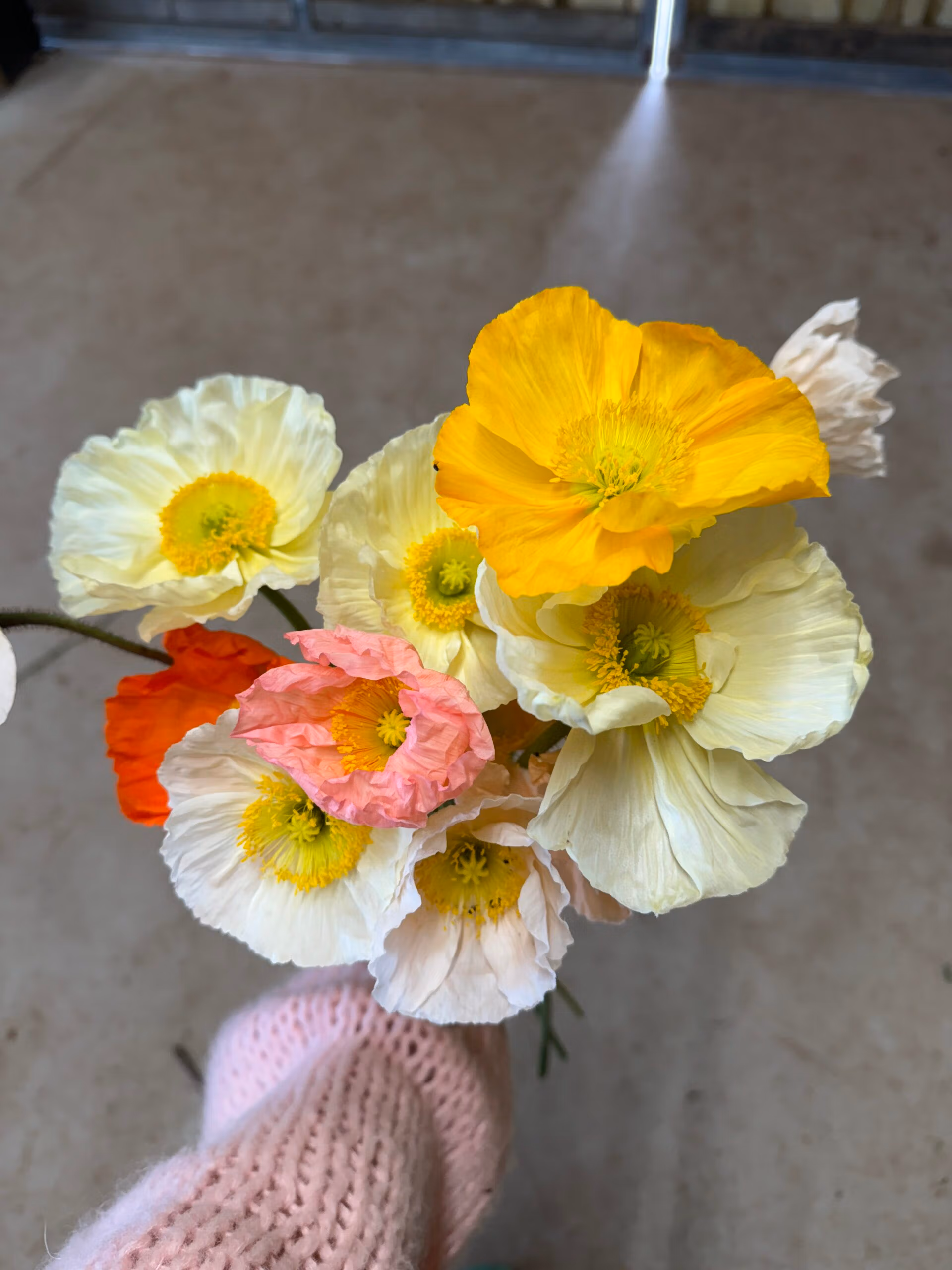 Iceland Poppies