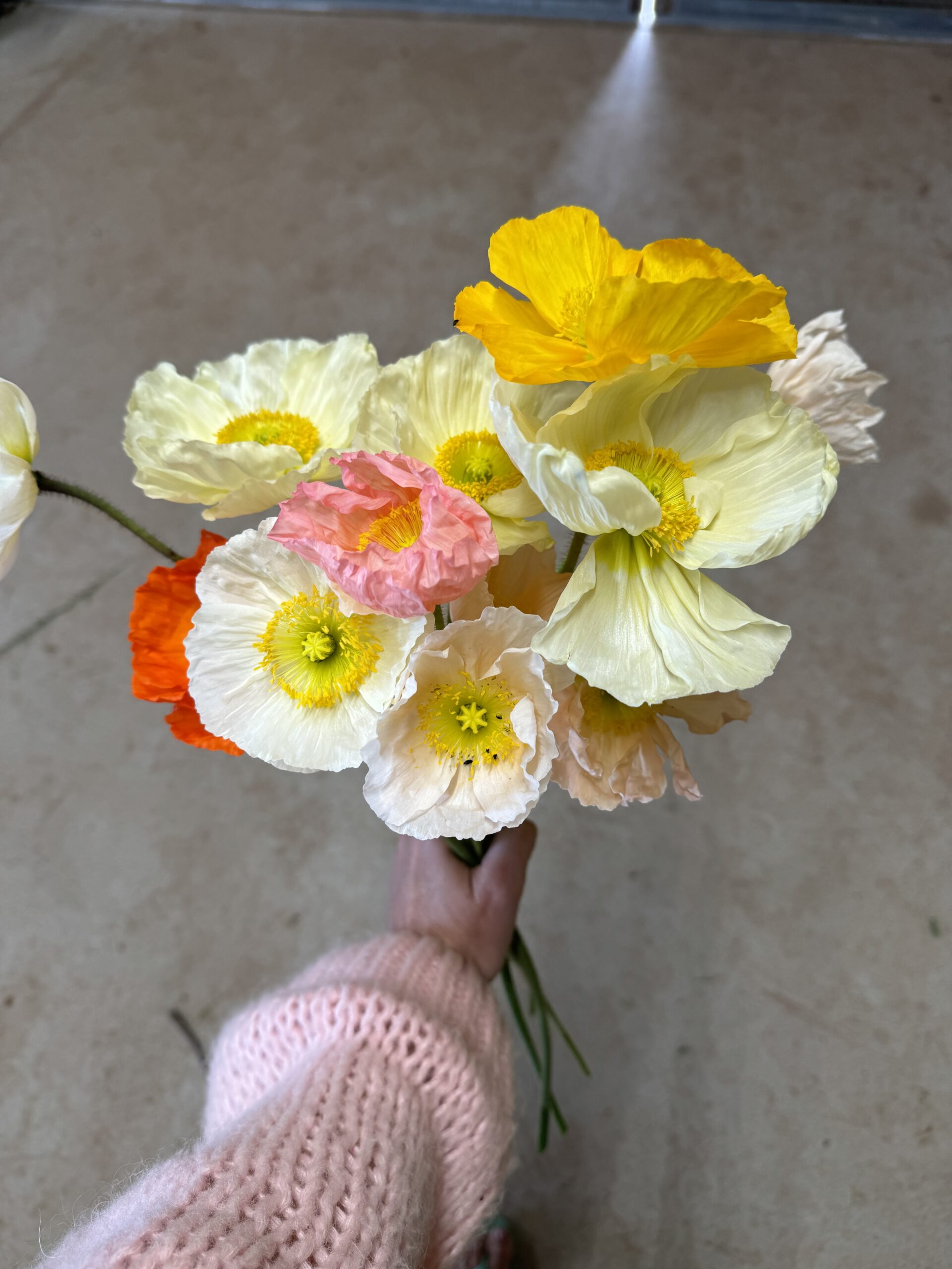Icelandic Poppies Amelias Flower Farm Mix - Image 2