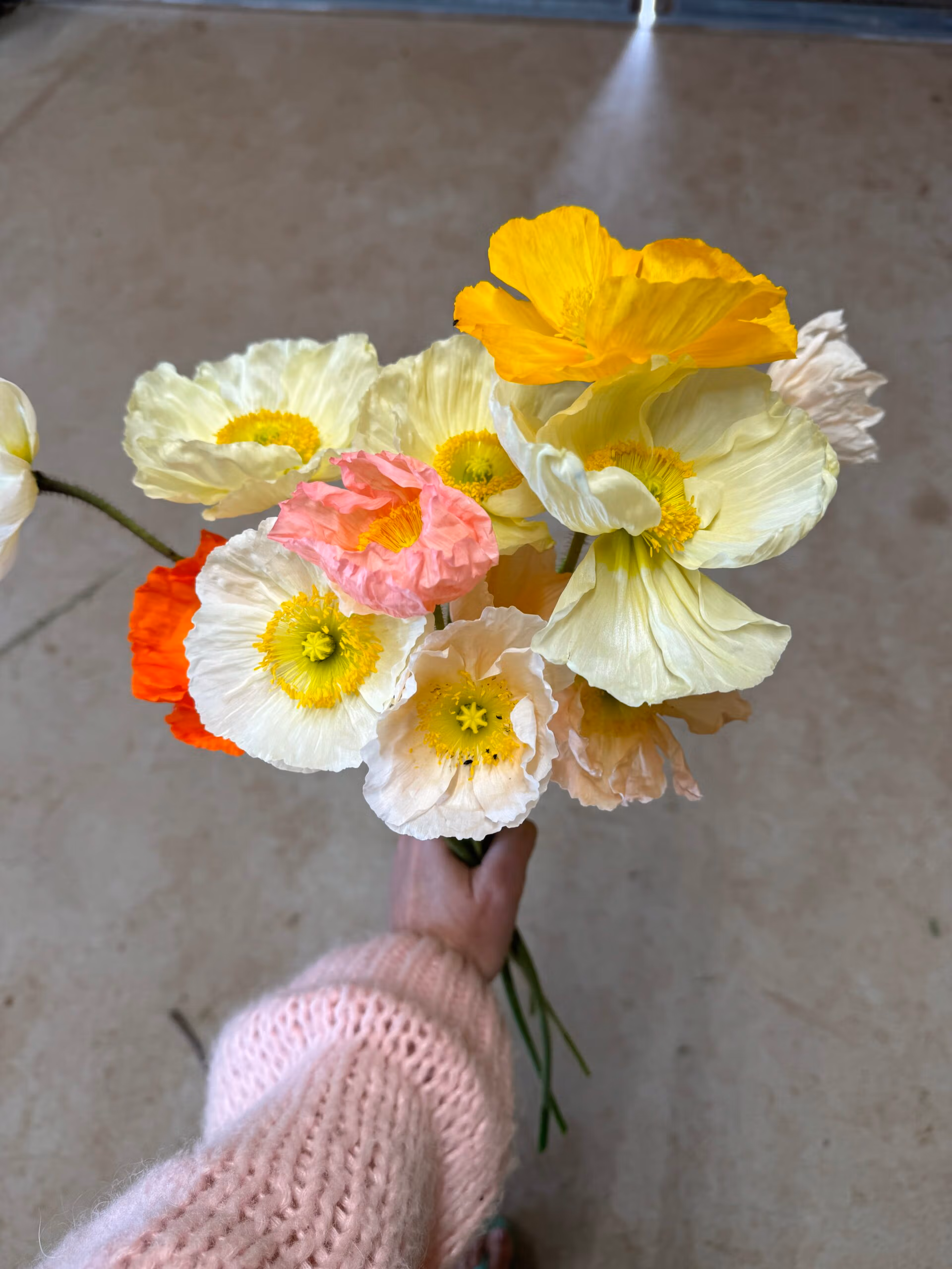 Icelandic Poppies Amelias Flower Farm Mix - Image 2
