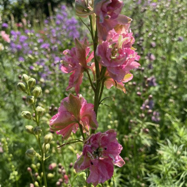 Larkspur Carmine King