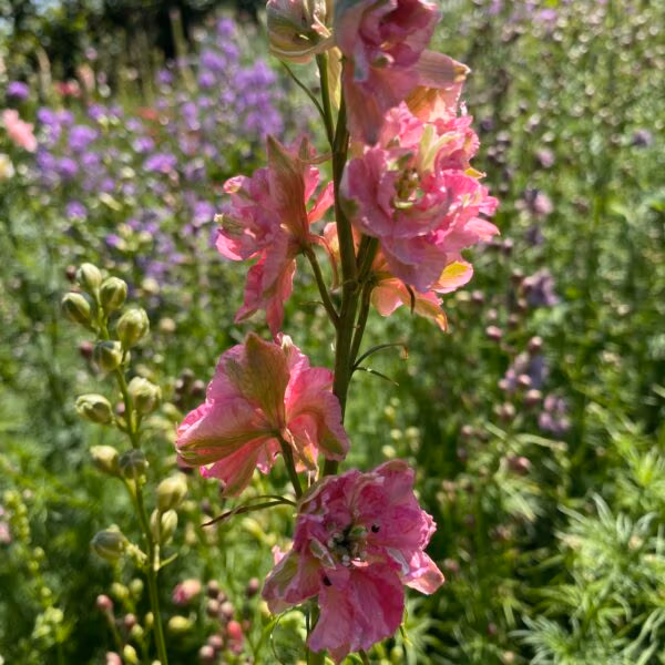 Larkspur Carmine King