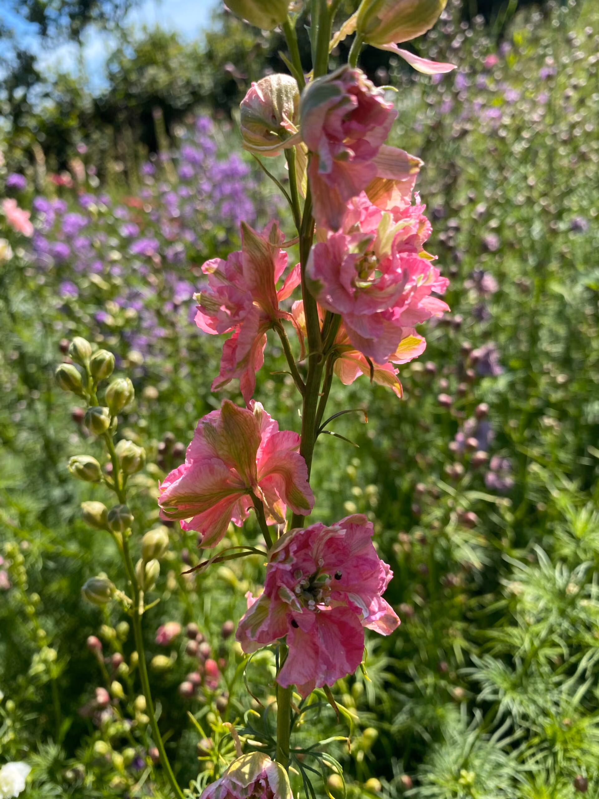 Larkspur Carmine King
