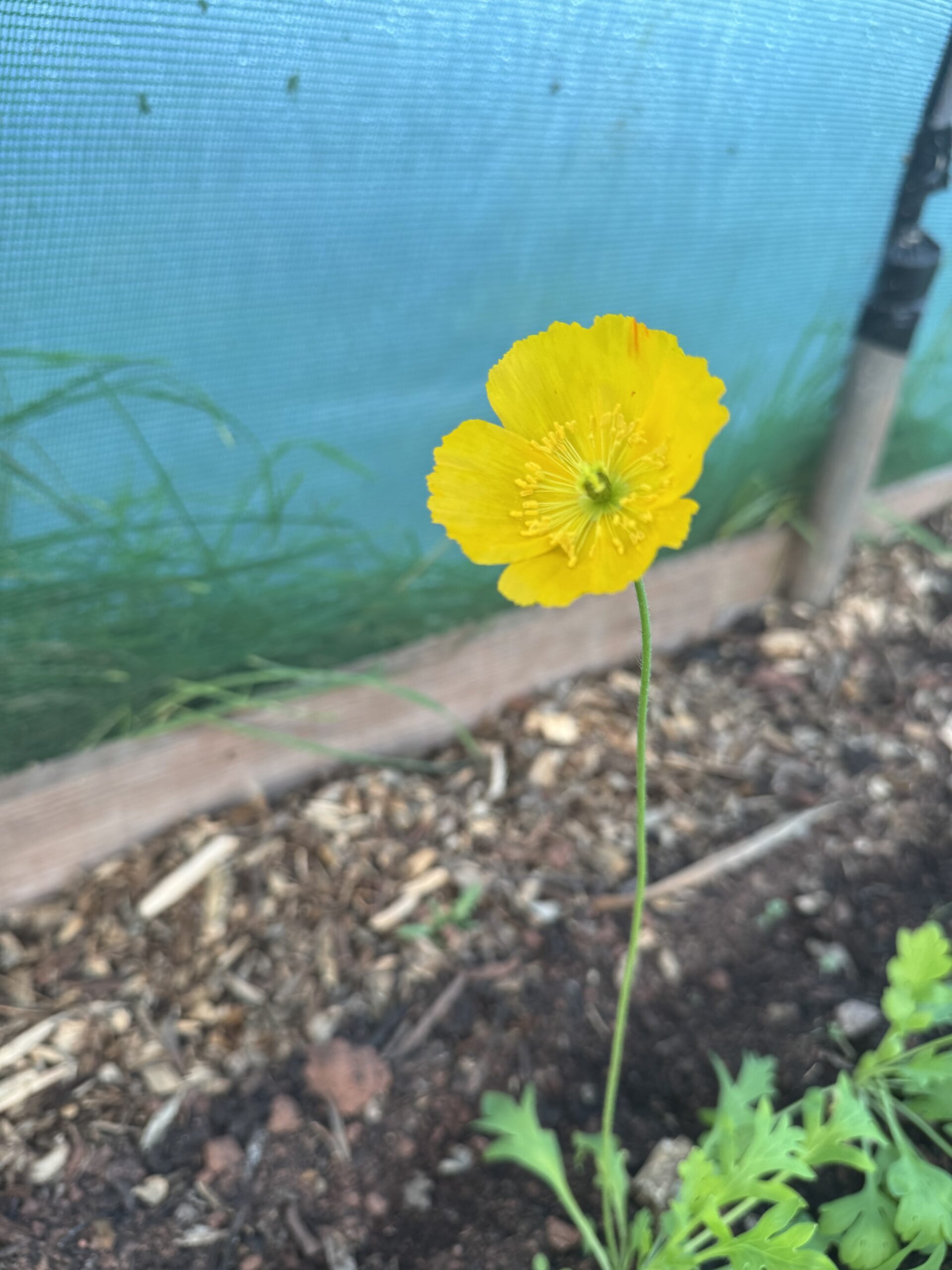 Icelandic Poppy Wind Song - Image 4