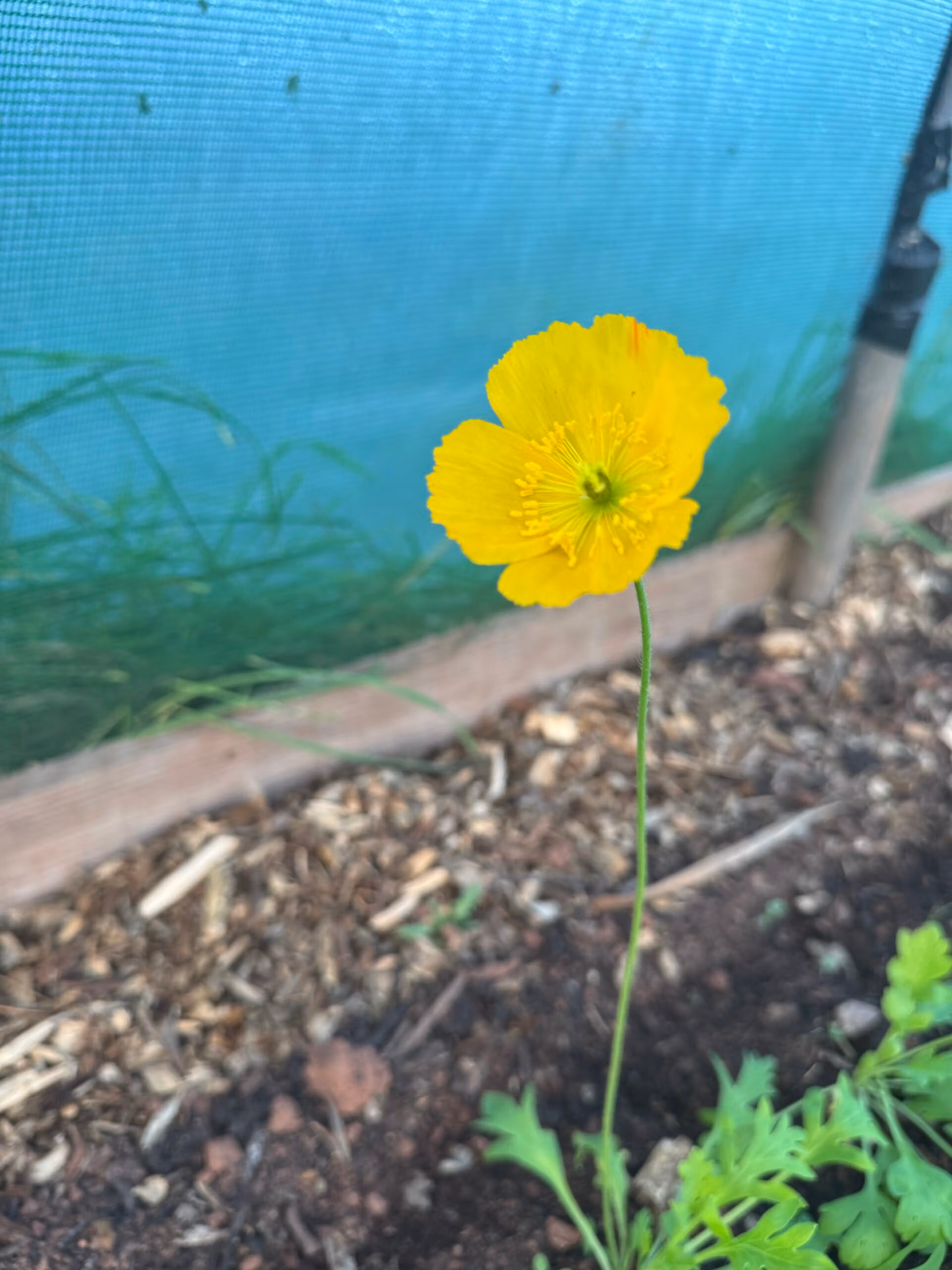 Icelandic Poppy Wind Song - Image 4