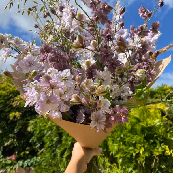 Larkspur Smokey Eyes