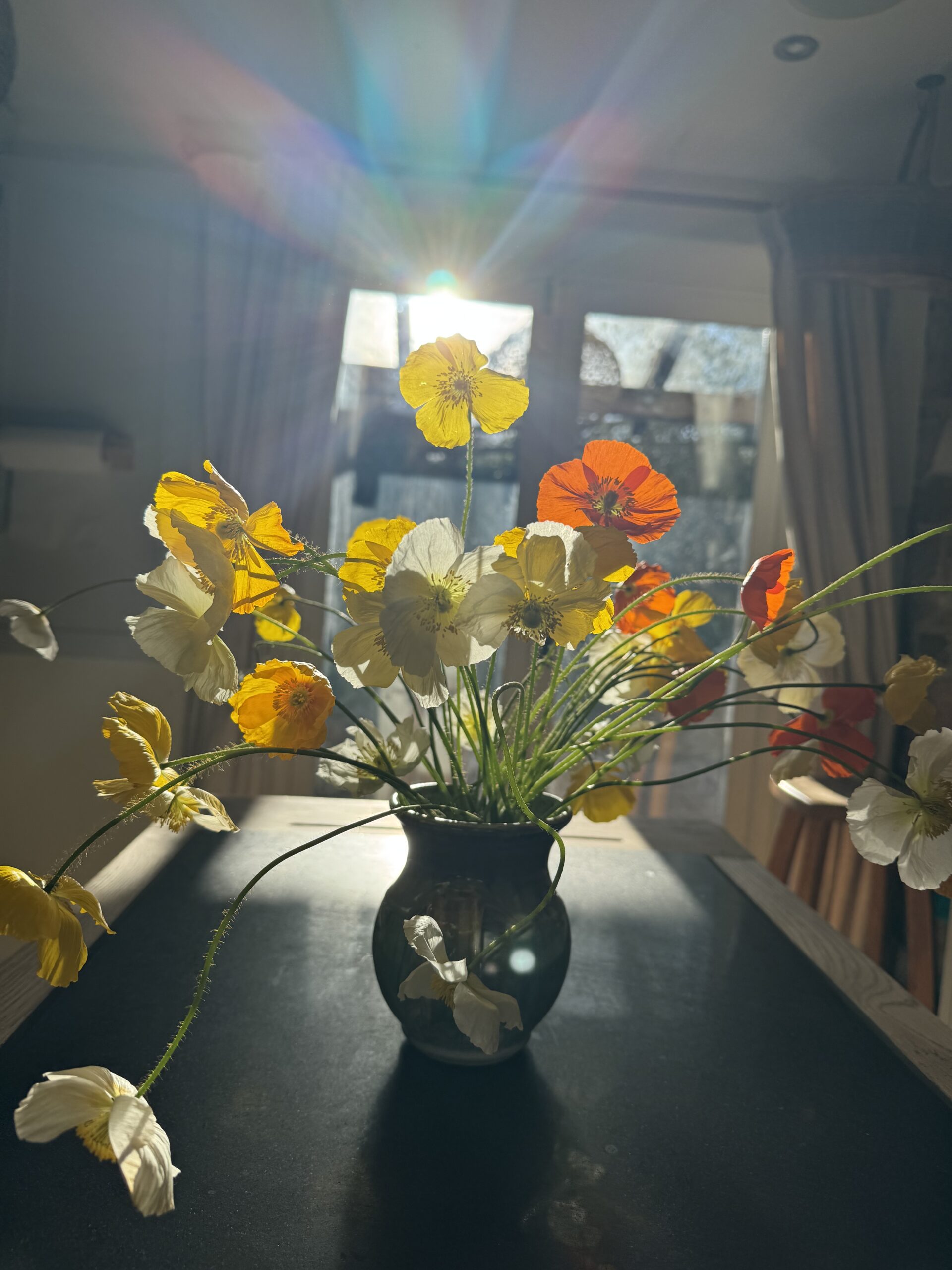 Icelandic Poppy Wind Song - Image 5