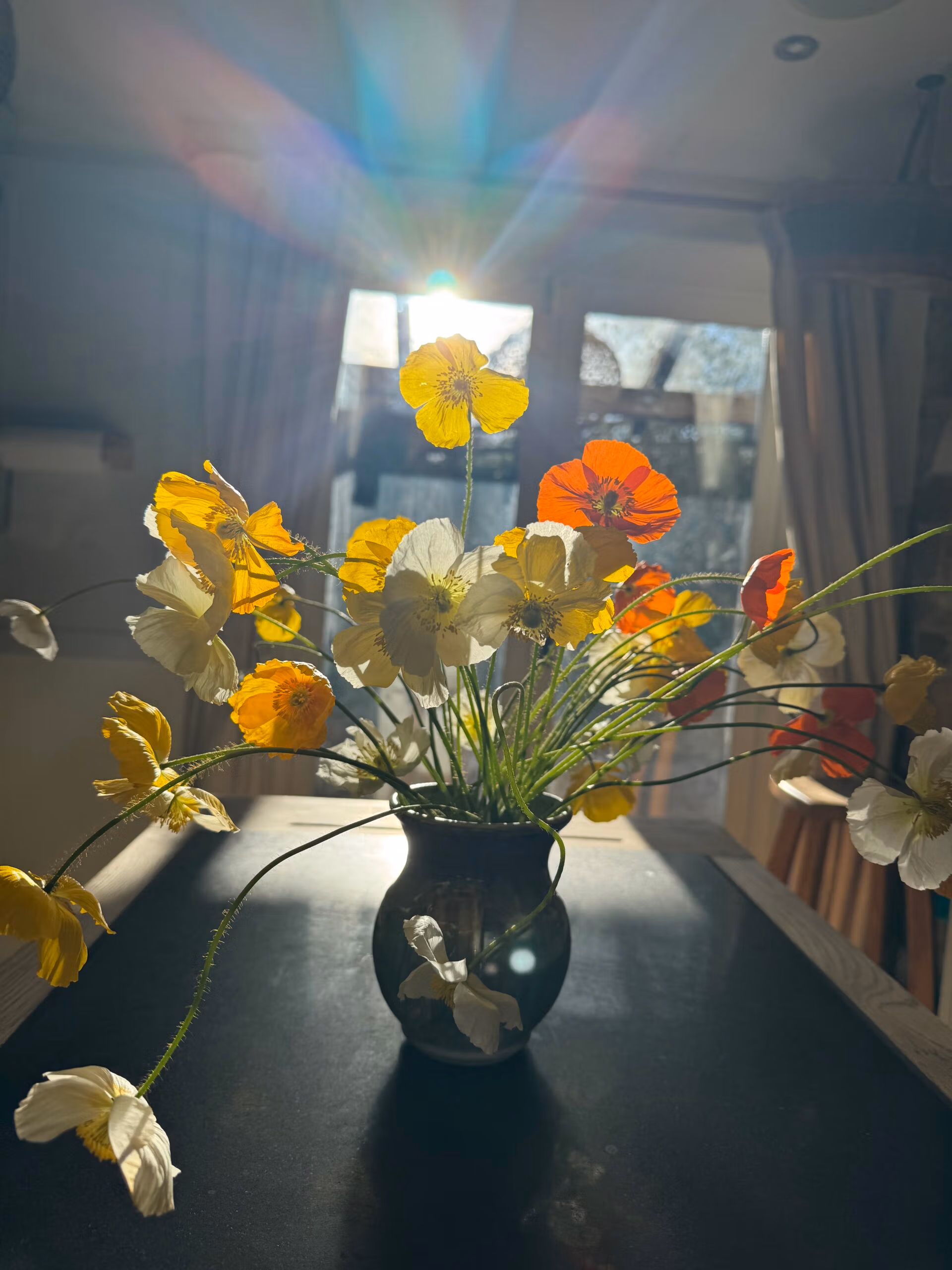 Icelandic Poppy Wind Song - Image 5