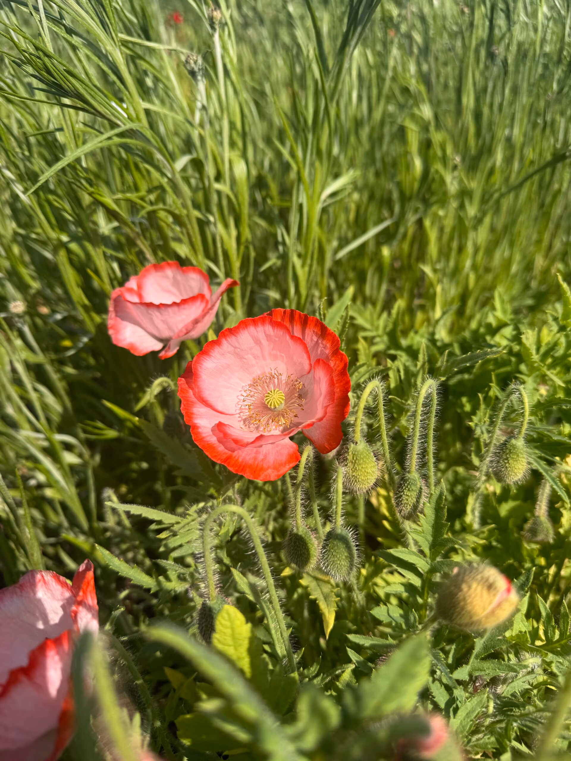 Papaver rhoeas Double Choice, Mixed Colours - Image 5