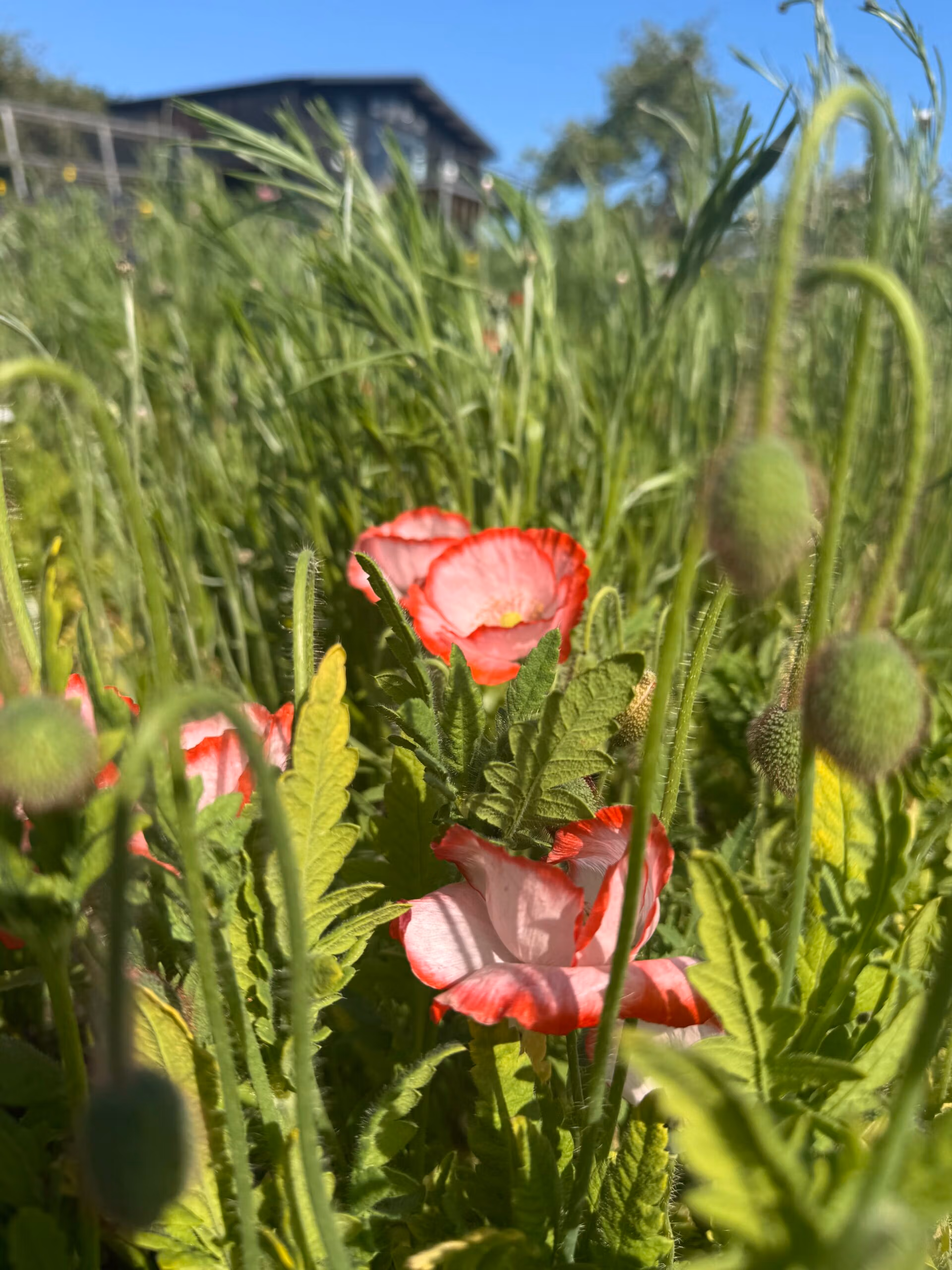 Papaver rhoeas Double Choice, Mixed Colours - Image 6