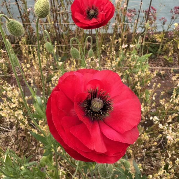 Wild Red Poppy