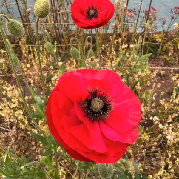 Wild Red Poppy