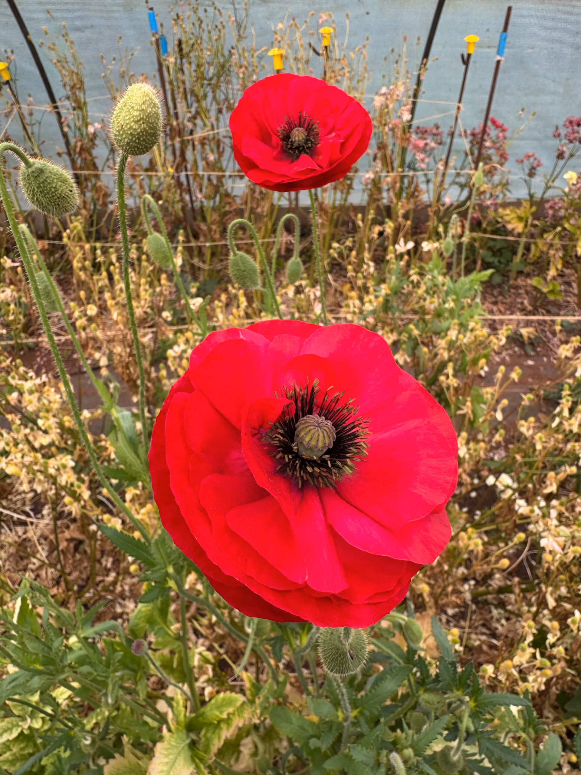 Wild Red Poppy