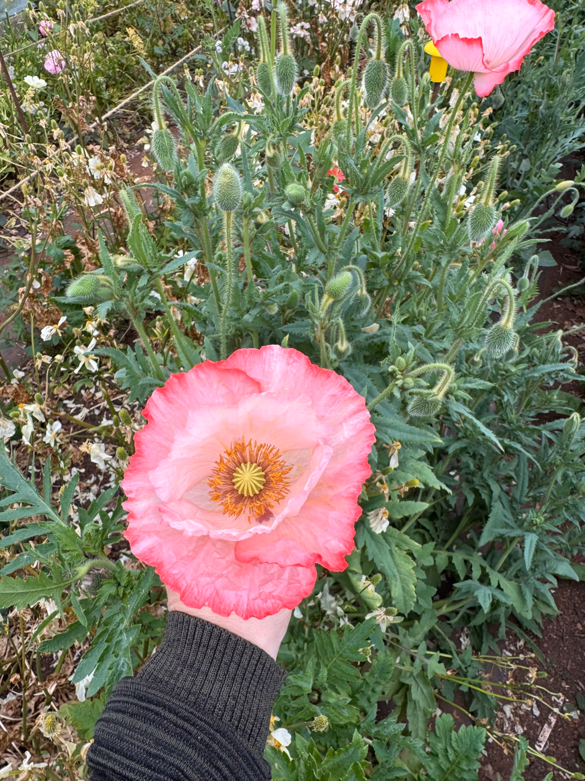Papaver rhoeas Double Choice, Mixed Colours - Image 2