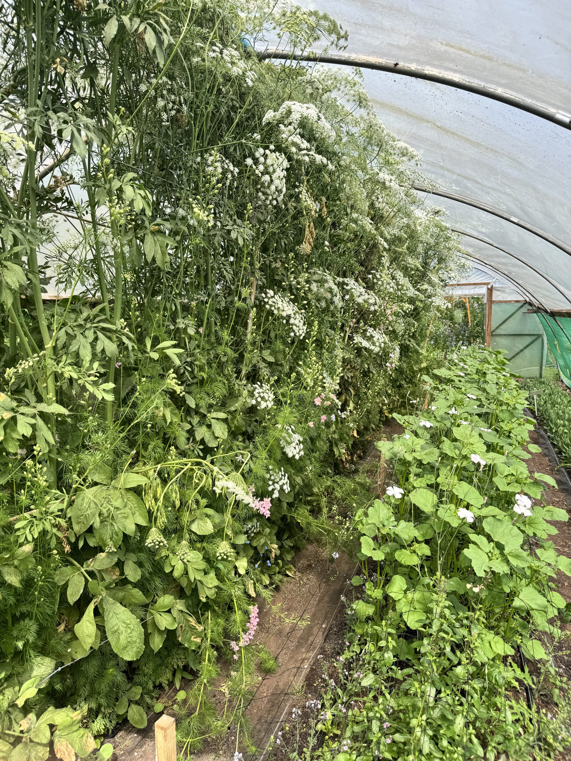 Ammi Május - Image 6