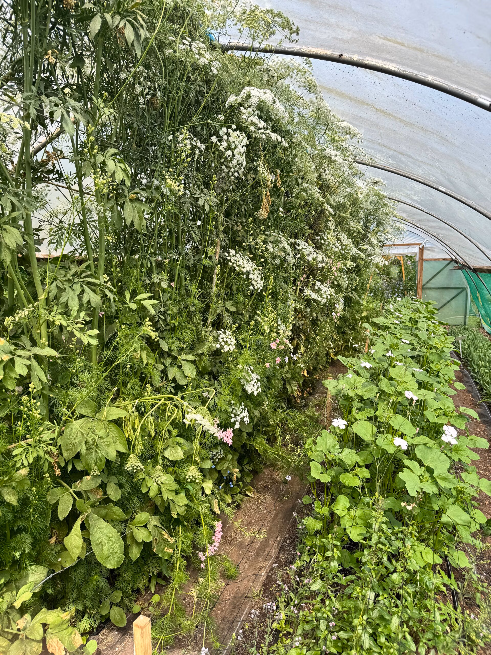 Ammi Május - Image 6