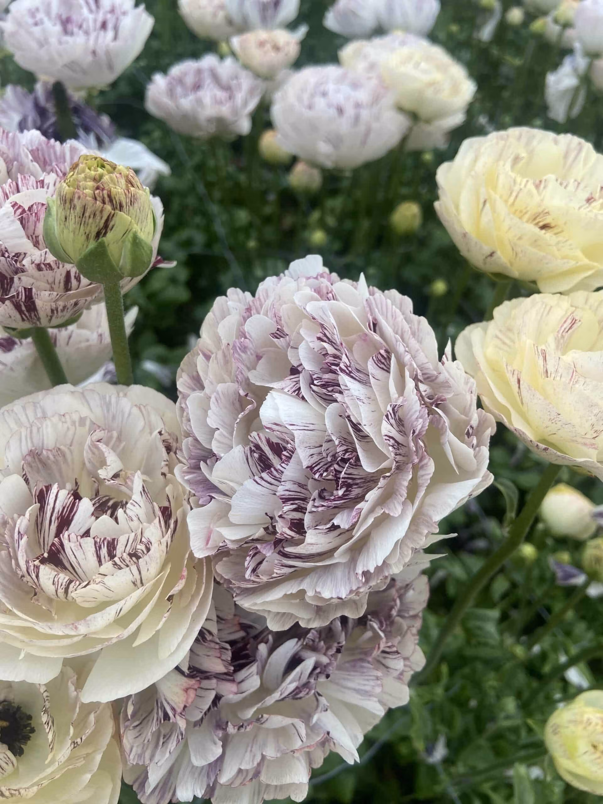 Ranunculus Brushmark Galthie - Image 2