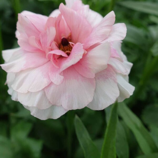 Butterfly Ranunculus Ariadne
