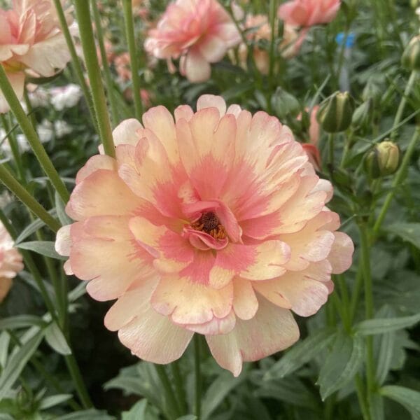 Butterfly Ranunculus Plants Eris