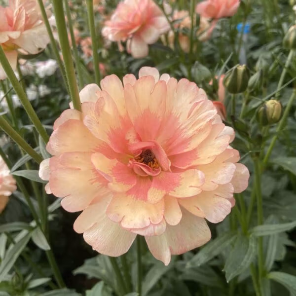 Butterfly Ranunculus Plants Eris