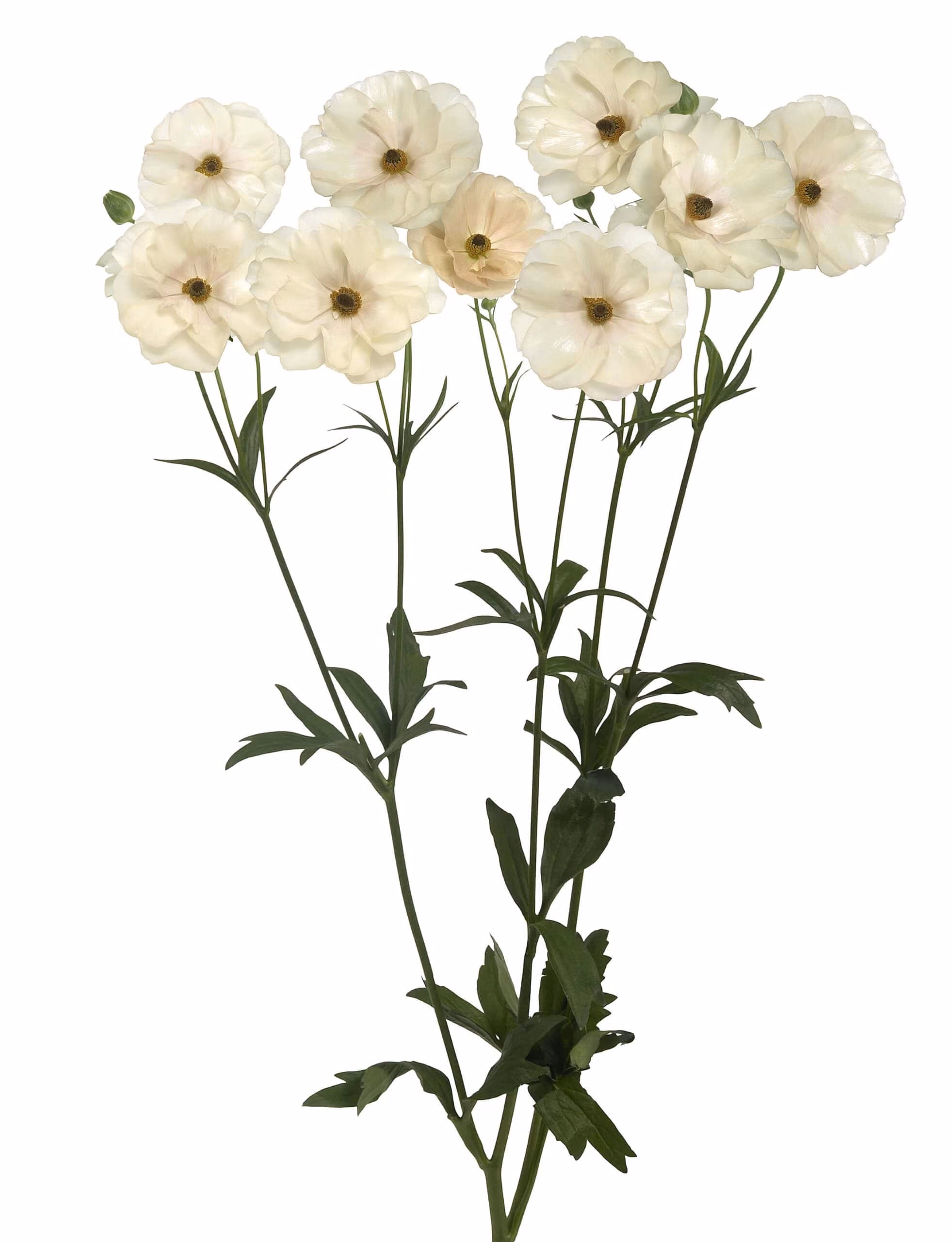 Butterfly Ranunculus Keramos - Image 3
