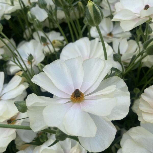 Butterfly Ranunculus Keramos