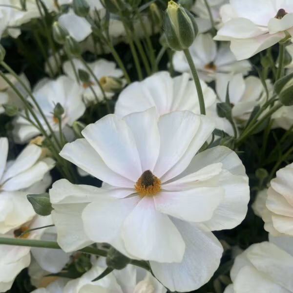Butterfly Ranunculus Keramos