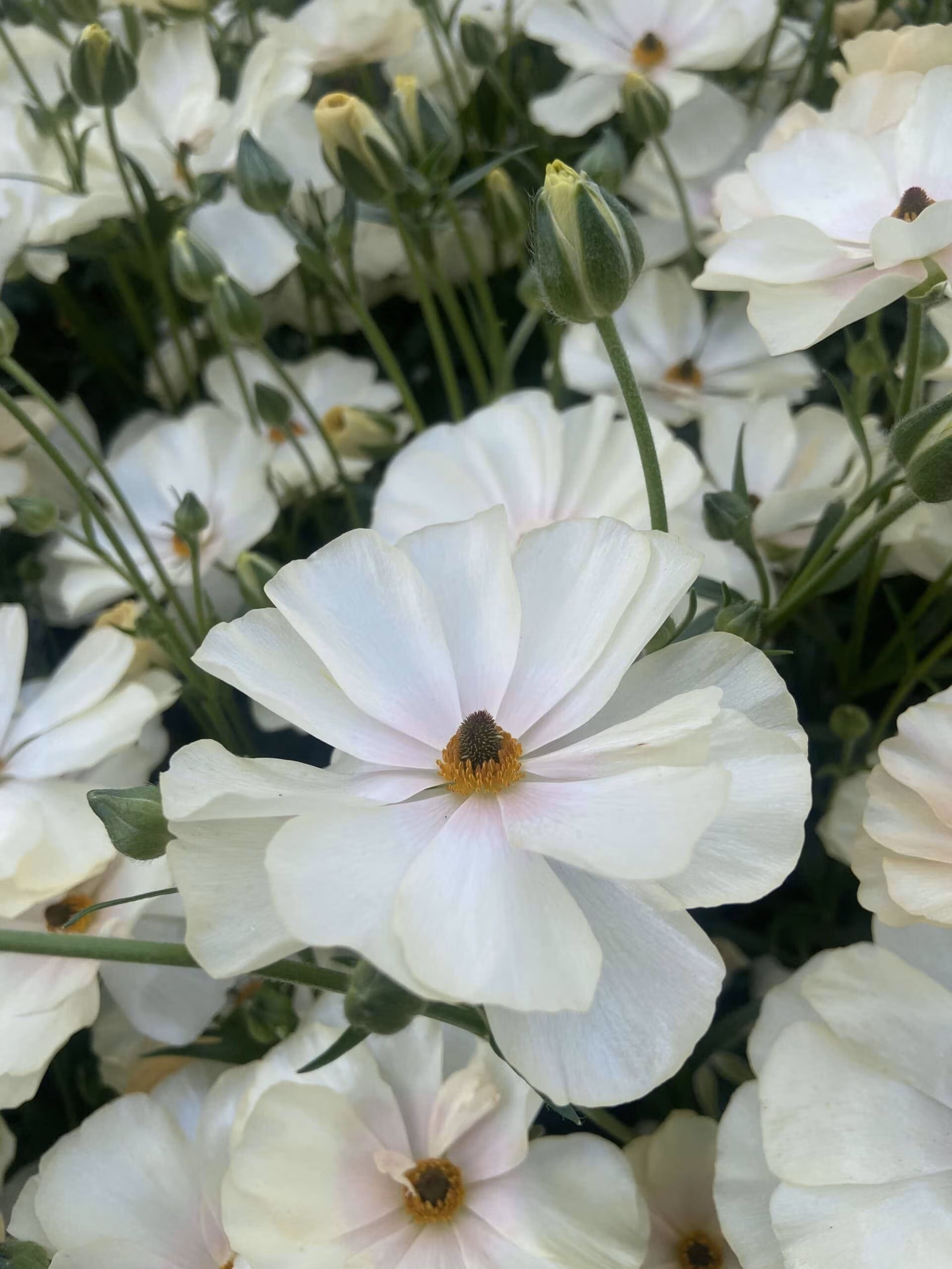 Butterfly Ranunculus Keramos